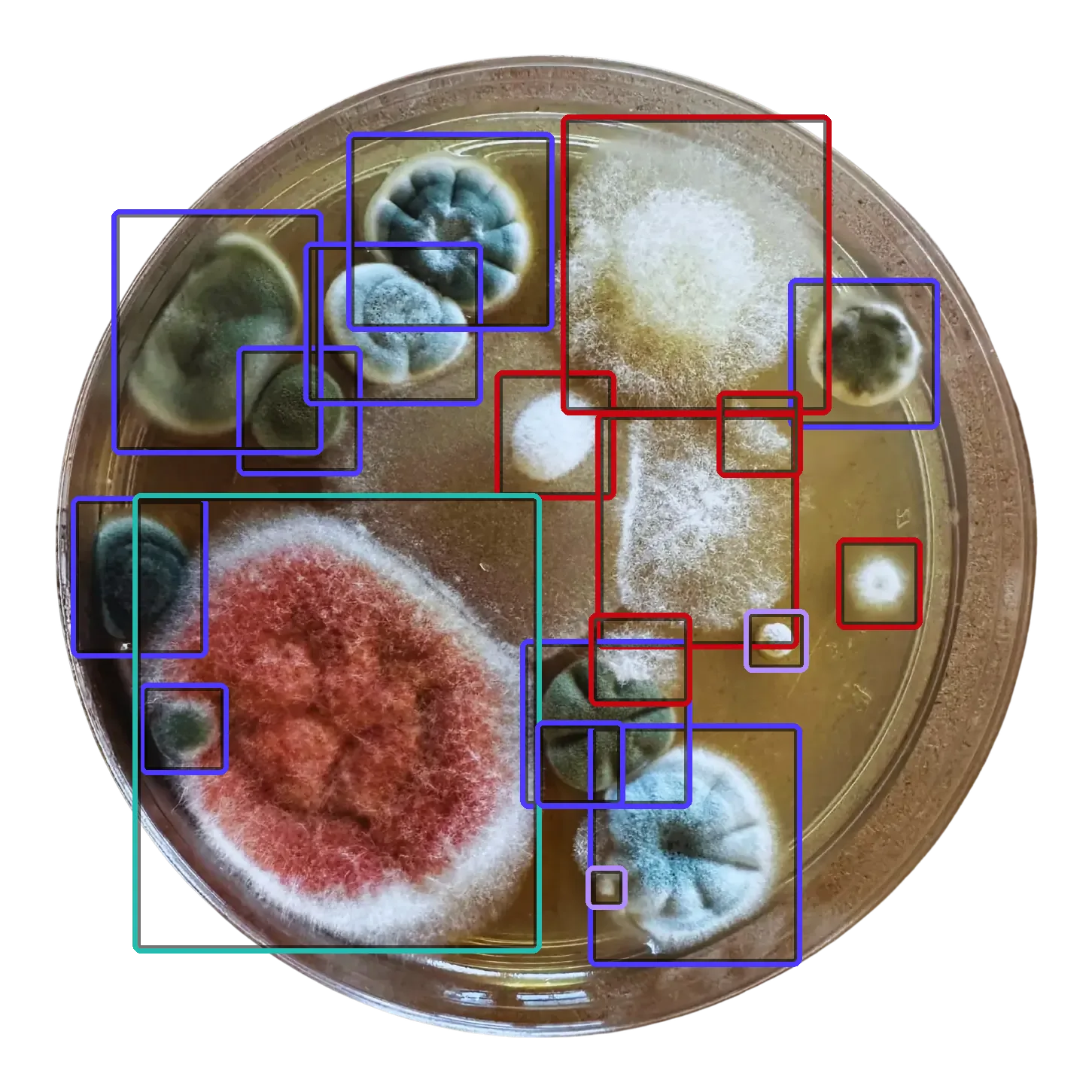 A petri plate with mold and bacteria colonies in green, blue-grey, rust, and white, each outlined the way the app marks visible growth.
